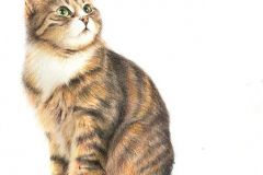 Retrato a lápiz · Gato