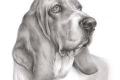 Retrato a lápiz · Basset
