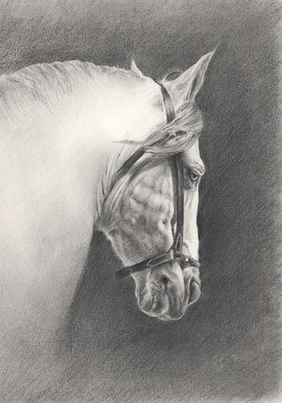 Retrato a lápiz